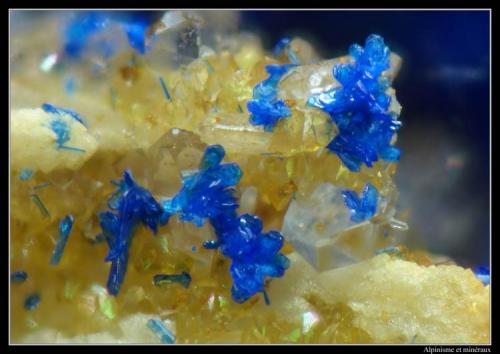 Azurite on quartz
Mont-Chemin, Valais, Switzerland
FOV = 1.1 mm (Author: ploum)