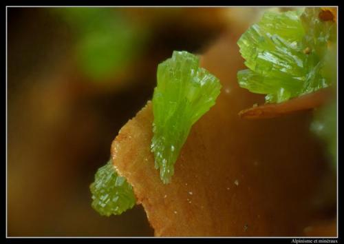 Pyromorphite on barite
Mas Dieu, Gard, France
fov 1.8 mm (Author: ploum)