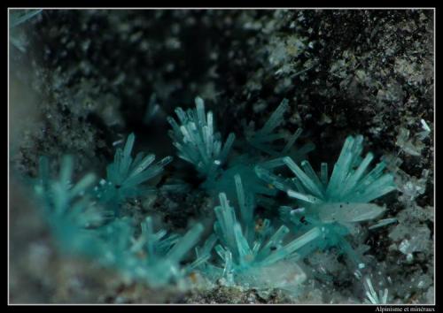 Caledonite
Schlackental (slag locality), Oberschulenberg, Clausthal-Zellerfeld, Harz, Lower Saxony, Germany
fov 2 mm (Author: ploum)