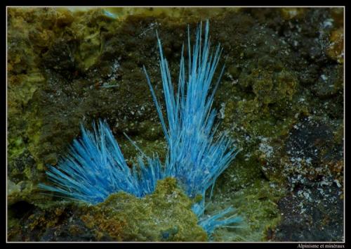 Cyanotrichite
Cap Garonne Mine, Le Pradet, Var, France
fov 3 mm (Author: ploum)