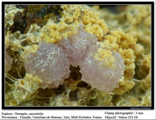 Strengite with cacoxenite
Fumade, Castelnau-de-Brassac, Tarn, Midi-Pyrénées, France
fov 3 mm (Author: ploum)