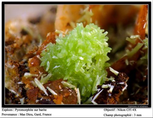 Pyromorphite on Barite
Mas Dieu, Gard, France
fov 3 mm (Author: ploum)