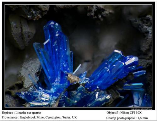 Linarite on quartz
Eaglebrook Mine, Ceredigion, Wales, UK
fov 1,5 mm (Author: ploum)