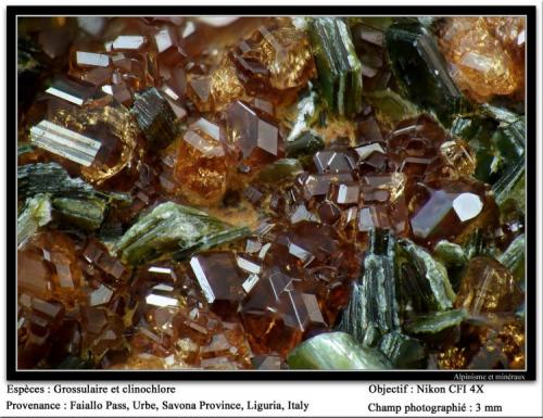 Grossular, clinochlore
Faiallo Pass, Urbe, Savona, Liguria, Italy
fov 3 mm (Author: ploum)