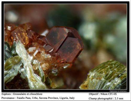 Grossular, clinochlore
Faiallo Pass, Urbe, Savona, Liguria, Italy
fov 2,5 mm (Author: ploum)