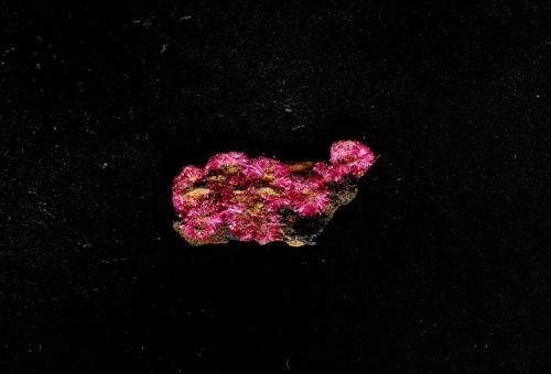 Eritrina
Sara Alicia, Alamos, Sonora, México
2.5x1x0.5 cm (Autor: Marco A. Ramìrez Lara)