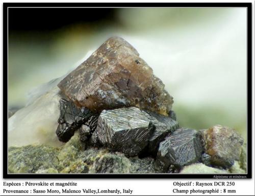 Perovskite and magnetite
Sasso moro, Val Malenco, Lombardia, Italy
fov 8 mm (Author: ploum)