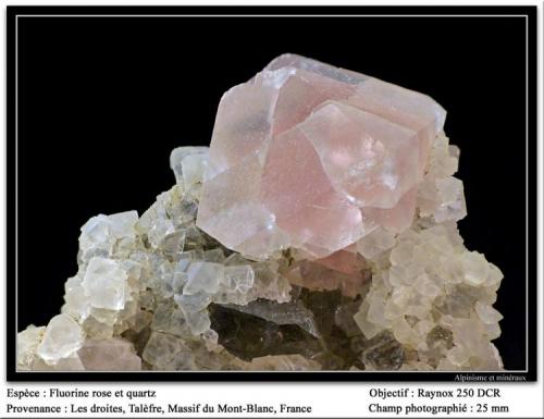 Fluorite (pink) with quartz
Les droites, Mont Blanc massif, Chamonix, France
fov  25 mm
for chris (Author: ploum)