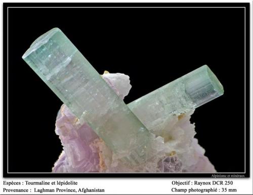 Tourmaline with lépidolite
Laghman, Pakistan
fov 35  mm (Author: ploum)