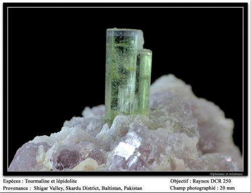 Tourmaline with lépidolite
Shigar valley, Baltistan, Pakistan
fov  20 mm (Author: ploum)