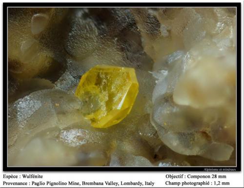 Wulfenite
Paglio Pignolino Mine,  Dossena,  Brembana Valley,  Bergamo,  Lombardy, Italy
fov 1.2 mm (Author: ploum)