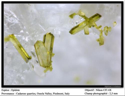 Epidote
Cadarese quarries, Premia, Antigorio Valley, Ossola Valley, Verbano-Cusio-Ossola Province, Piedmont, Italy
fov 2.5 mm (Author: ploum)