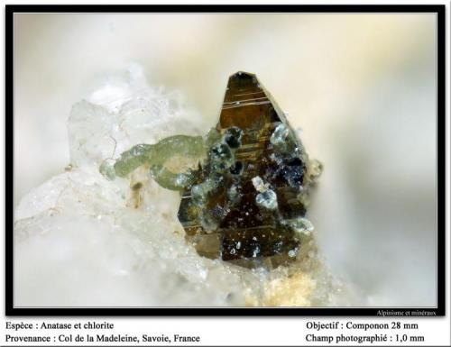 Anatase and chlorite
Col de la Madeleine, Savoie, France
fov 1 mm (Author: ploum)