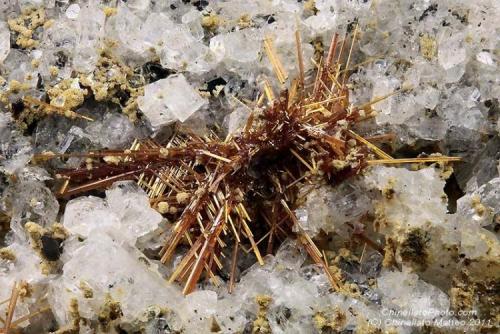 Rutile
Mt Cervandone (Scherbadung), Devero Alp (Devero Valley; Val Devero), Baceno, Ossola Valley, Verbano-Cusio-Ossola Province, Piedmont, Italy
5.46 mm orange acycular Rutile crystals (Author: Matteo_Chinellato)