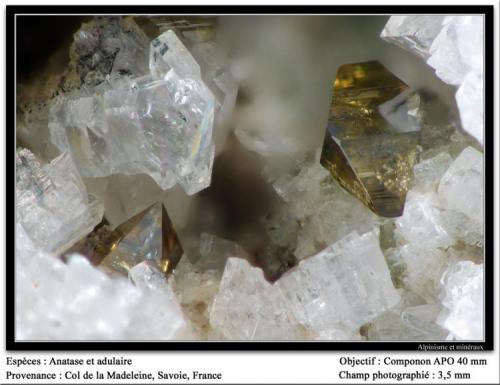 Anatase and adularia
Col de la Madeleine, Savoie, France
fov 3.5 mm (Author: ploum)