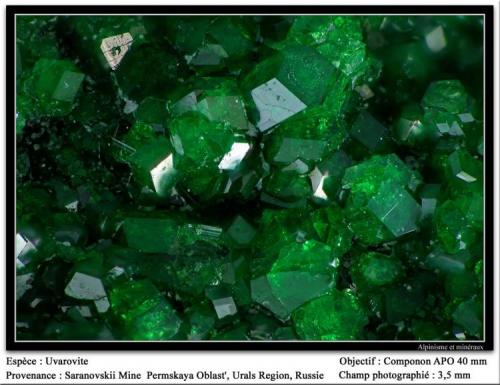 Uvarovite garnet
Saranovskii mine, Urals region, Russia
fov 3.5 mm (Author: ploum)