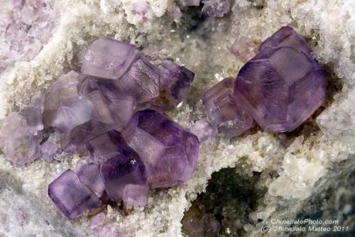 Fluorite
Camissinone Mine, Zogno, Brembana Valley, Bergamo Province, Lombardy, Italy
10.60 mm group of purple pale Fluorite crystals (Author: Matteo_Chinellato)