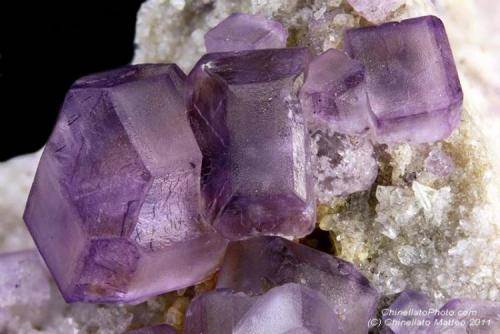 Fluorite
Camissinone Mine, Zogno, Brembana Valley, Bergamo Province, Lombardy, Italy
6.35 mm group of purple Fluorite crystals (Author: Matteo_Chinellato)