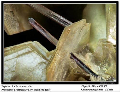 Rutile and muscovite
Formazza valley, Piedmont, Italy
fov 3 mm (Author: ploum)