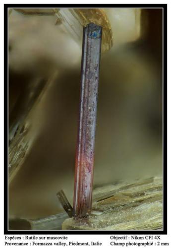 Rutile and muscovite
Formazza valley, Piedmont, Italy
fov 2 mm (Author: ploum)