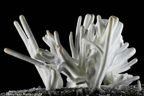 Aragonite var. Flos Ferri
Trompia Valley, Brescia Province, Lombardy, Italy
52.43 mm group of white Aragonite crystals (Author: Matteo_Chinellato)