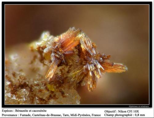 Beraunite and cacoxenite
Fumade, Castelnau-de-Brassac, Tarn, Midi-Pyrénées, France
fov 0.8 mm (Author: ploum)
