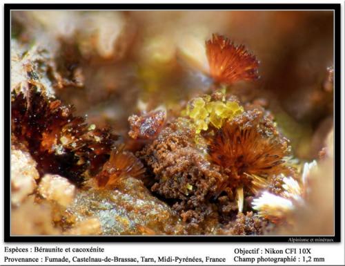 Beraunite and cacoxenite
Fumade, Castelnau-de-Brassac, Tarn, Midi-Pyrénées, France
fov 1.2 mm (Author: ploum)