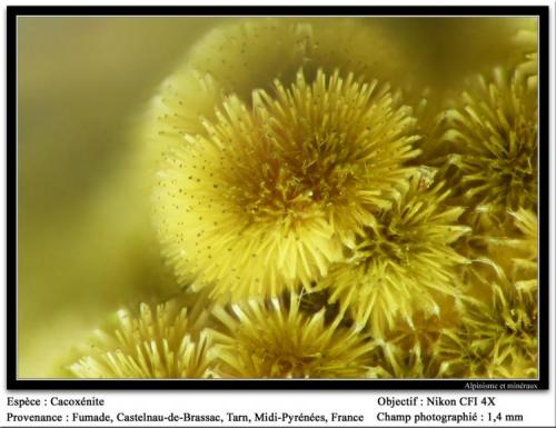 Cacoxenite
Fumade, Castelnau-de-Brassac, Tarn, Midi-Pyrénées, France
fov 1.4 mm (Author: ploum)