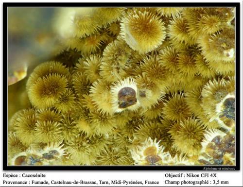 Cacoxenite
Fumade, Castelnau-de-Brassac, Tarn, Midi-Pyrénées, France
fov 3.5 mm (Author: ploum)