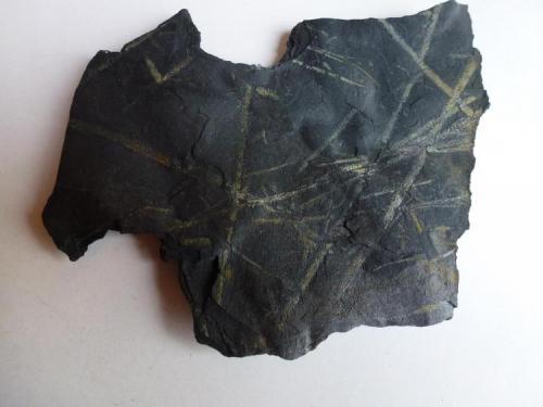 Pizarra con Graptolites<br />El Muyo, Riaza, Comarca Tierras de Riaza, Segovia, Castile and León, Spain<br />12 x 10 cm.<br /> (Autor: javier ruiz martin)