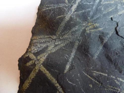 Pizarra con Graptolites<br />El Muyo, Riaza, Comarca Tierras de Riaza, Segovia, Castile and León, Spain<br />12 x 10 cm.<br /> (Autor: javier ruiz martin)
