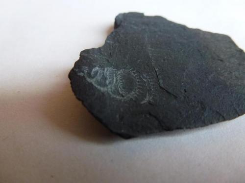 Pizarra con Graptolites<br />El Muyo, Riaza, Comarca Tierras de Riaza, Segovia, Castile and León, Spain<br />5 x 4 cm.<br /> (Autor: javier ruiz martin)