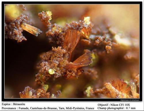 Beraunite
Fumade, Castelnau-de-Brassac, Tarn, Midi-Pyrénées, France
fov 0.7 mm (Author: ploum)