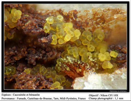 Cacoxenite and beraunite
Fumade, Castelnau-de-Brassac, Tarn, Midi-Pyrénées, France
fov 1.1 mm (Author: ploum)