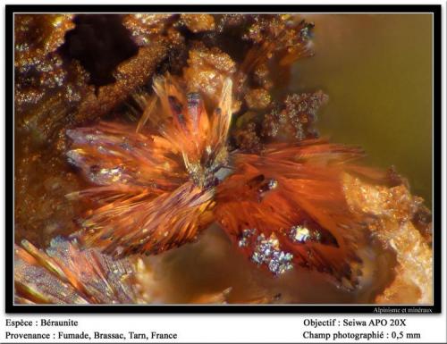 Beraunite
Fumade, Castelnau-de-Brassac, Tarn, Midi-Pyrénées, France
fov 0.5 mm (Author: ploum)