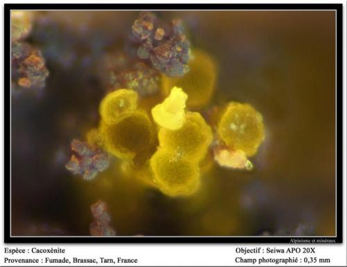 Cacoxenite
Fumade, Castelnau-de-Brassac, Tarn, Midi-Pyrénées, France
fov 0.35 mm (Author: ploum)