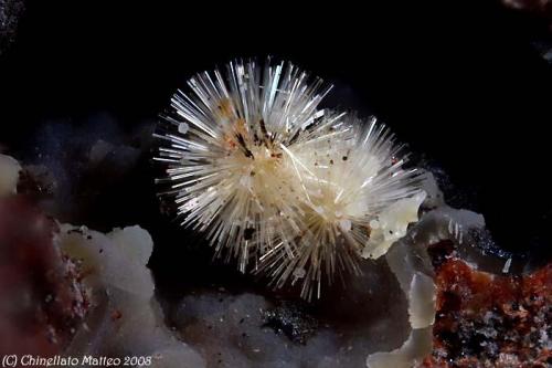 Offretite
Scagno Mt., Case Nori, Montorso Vicentino, Vicenza province, Veneto, Italy
Nice group of 2 mm Offrétite tufts (Author: Matteo_Chinellato)