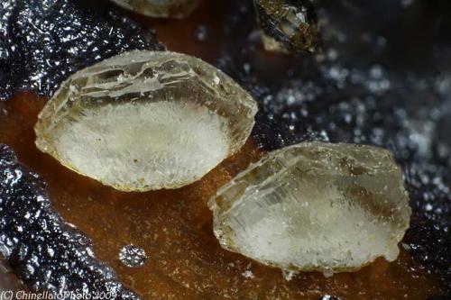 Chabazite var. Phacolite
Fittà, Soave, Verona Province, Veneto, Italy
2.12 mm group of two Chabazite var. Phacolite lenticular crystals (Author: Matteo_Chinellato)