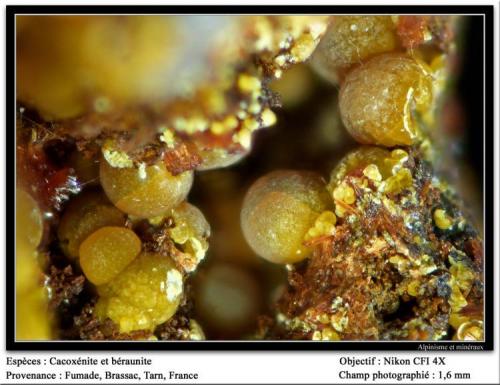 Cacoxenite, beraunite, strengite
Fumade, Castelnau-de-Brassac, Tarn, Midi-Pyrénées, France
fov 1. 6 mm (Author: ploum)