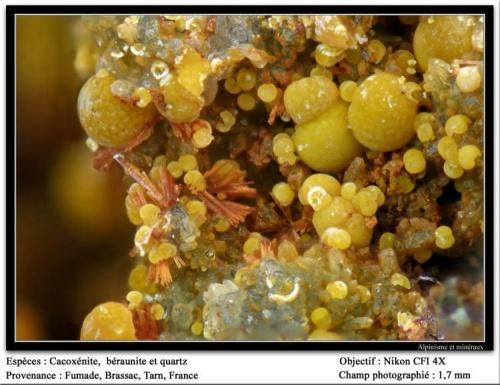 Cacoxenite, beraunite, strengite
Fumade, Castelnau-de-Brassac, Tarn, Midi-Pyrénées, France
fov 1. 7 mm (Author: ploum)