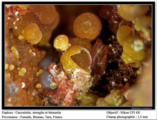 Cacoxenite, beraunite, strengite
Fumade, Castelnau-de-Brassac, Tarn, Midi-Pyrénées, France
fov 1. 5mm (Author: ploum)