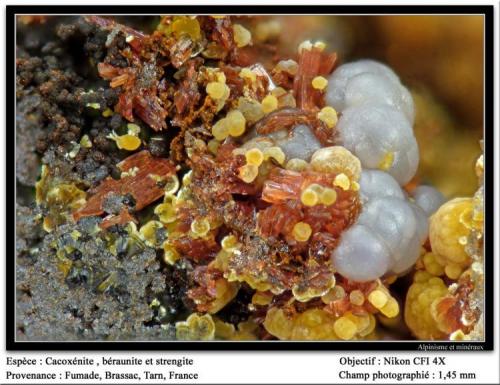 Cacoxenite, beraunite, strengite
Fumade, Castelnau-de-Brassac, Tarn, Midi-Pyrénées, France
fov 1. 5mm (Author: ploum)