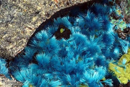 Cyanotrichite
Madonna di Fucinaia (Madonna della Fucinaia; slag locality), Campiglia Marittima, Livorno Province, Tuscany, Italy
3.87 mm area with several blue Cyanotrichite acycular tufts (Author: Matteo_Chinellato)