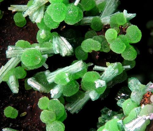 Conichalcite with Olivenite - Lavrion, Greece.  3 mm . (Author: Rewitzer Christian)