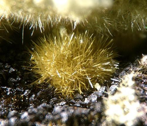 Bendadaite - Almerindo Mine, Brazil. 2 mm. (Author: Rewitzer Christian)