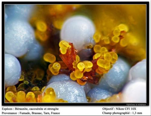Cacoxenite, beraunite
Fumade, Castelnau-de-Brassac, Tarn, Midi-Pyrénées, France
fov 1.3 mm (Author: ploum)