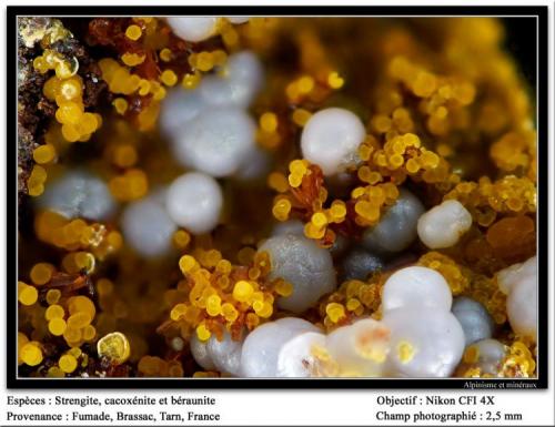 Cacoxenite, beraunite
Fumade, Castelnau-de-Brassac, Tarn, Midi-Pyrénées, France
fov 2.5 mm (Author: ploum)