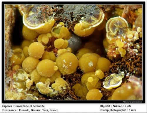 Cacoxenite, beraunite
Fumade, Castelnau-de-Brassac, Tarn, Midi-Pyrénées, France
fov 3 mm (Author: ploum)