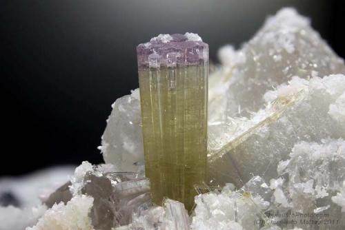 Elbaite
Rosina vein, San Piero in Campo, Campo nell’Elba, Elba Island, Livorno Province, Tuscany, Italy
12.32 mm Elbaite crystal with purple termination (Author: Matteo_Chinellato)