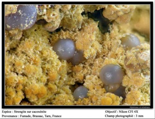 Strengite on cacoxenite
Fumade, Castelnau-de-Brassac, Tarn, Midi-Pyrénées, France
fov 3mm (Author: ploum)